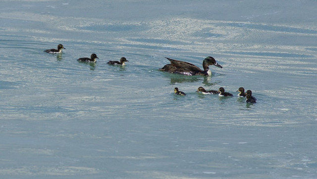 A raft of ducks in Lake Mendota
